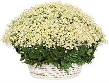 Цветочная композиция из Ромашки в корзине #REPLACE_PRED# Кочубеевском